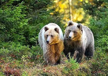 Au Lit Des Ours Hotel 3*